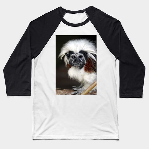 Cotton-top Tamarin Baseball T-Shirt by kirstybush